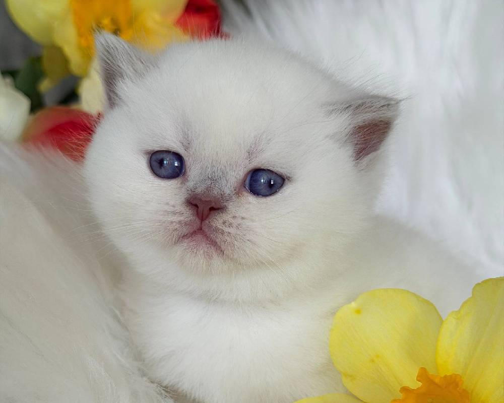 Evelyn’s Secret: The Surprising Connection Between Fitness, Pets, and Unstoppable Success Revealed!