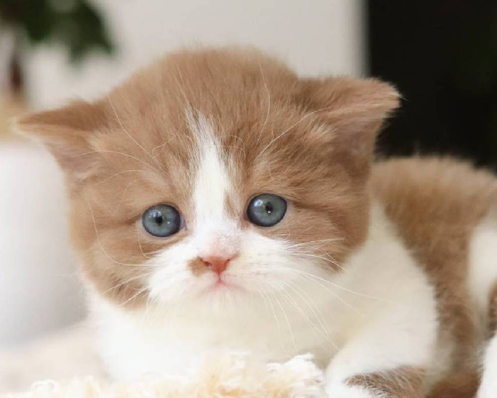 Fifa’s Latest Move Will Shake the Sports World—But What It Means for Fans and Players Is Still a Mystery