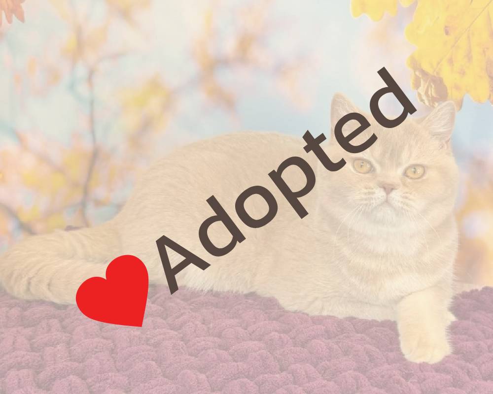 Fima: The Surprising Fitness Secret Every Pet Owner Needs to Know—Are You Missing Out?