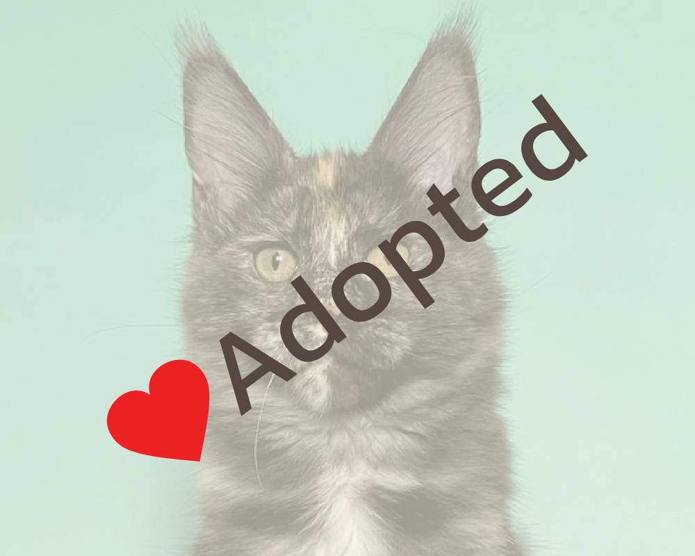 Gaia Unleashed: The Secret Behind American Paws Club’s Revolutionary Pet Wellness Movement