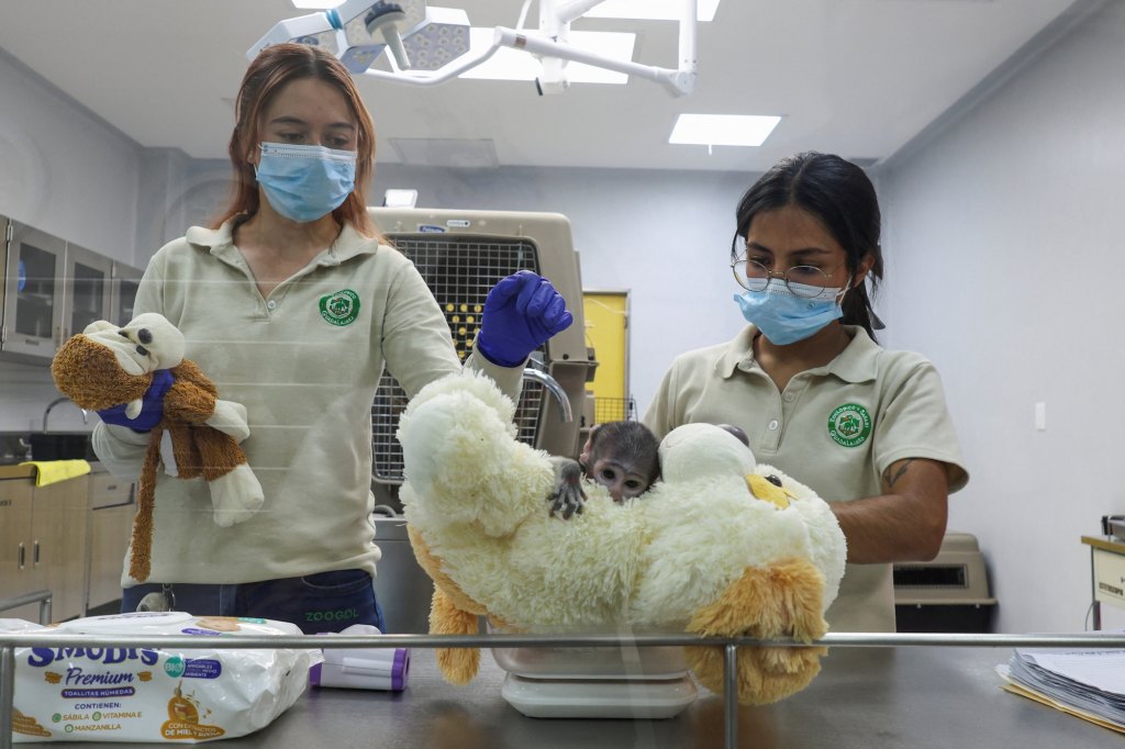 Heartwarming or Heartbreaking? Baby Monkey Yuji’s Unbreakable Bond with a Stuffed Dog Reveals Surprising Secrets About Comfort and Resilience