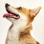 Is Your Dog’s Bad Breath Hiding a Secret Health Crisis? Discover What Every Pet Owner Must Know!