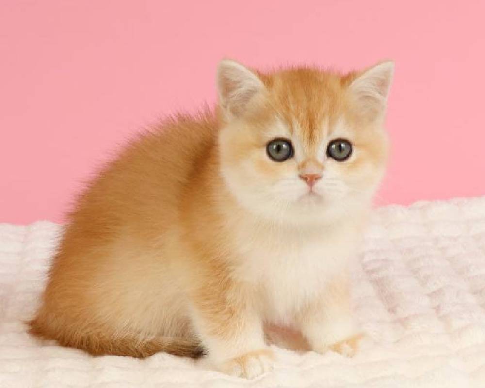 Jennie’s Secret Ritual Will Change How You See Fitness—and Pets Forever!