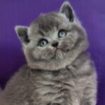 Jeremina: The Surprising Secret Behind This Fitness Icon’s Unbreakable Bond with Her Pets Revealed!