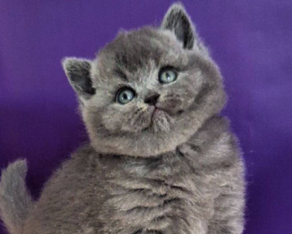 Jeremina: The Surprising Secret Behind This Fitness Icon’s Unbreakable Bond with Her Pets Revealed!