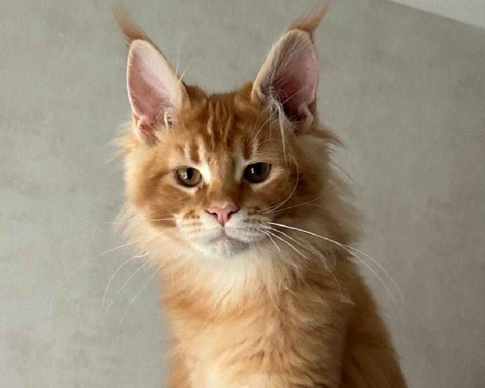 Joyce: The Unexpected Secret Behind Her Unstoppable Energy That Every Pet Owner Needs to Know