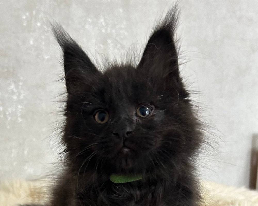 Louis: The Unexpected Secret Behind His Unstoppable Energy and Fitness Transformation