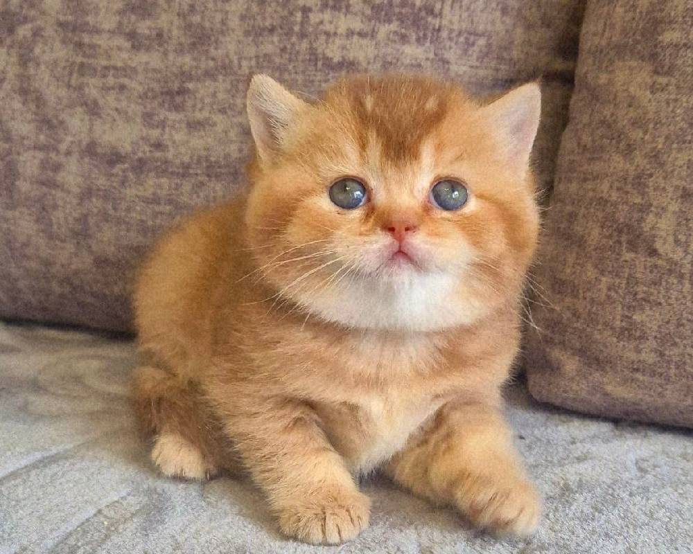 Michelle’s Surprising Secret That Could Change How You Train Your Dog Forever