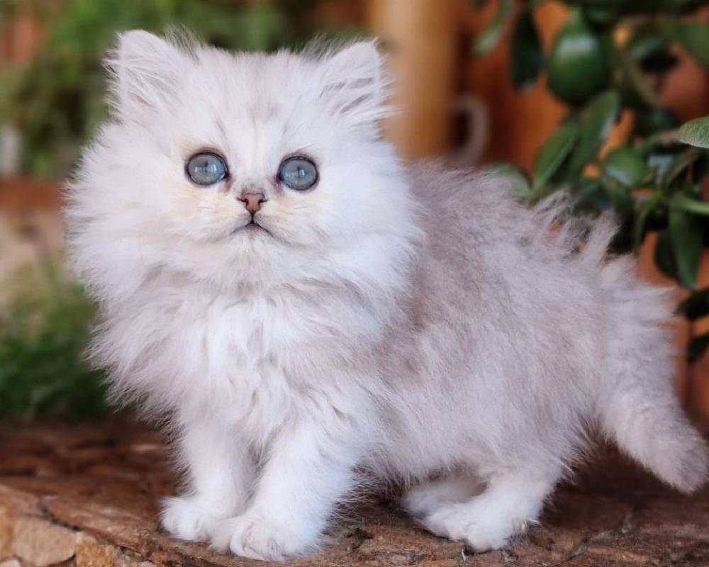 Milentiy: The Surprising Fitness Breakthrough That’s Transforming Pet Health and SEO Rankings Alike