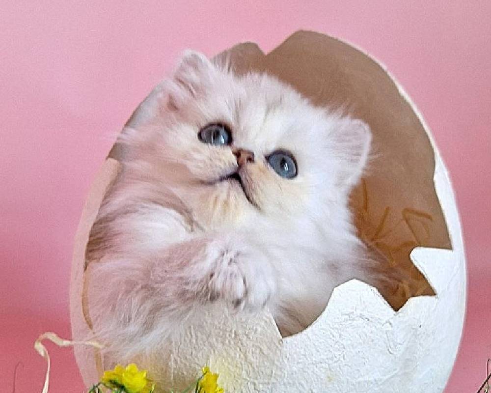 Milon: The Unexpected Fitness Secret Your Pet Desperately Wishes You Knew About