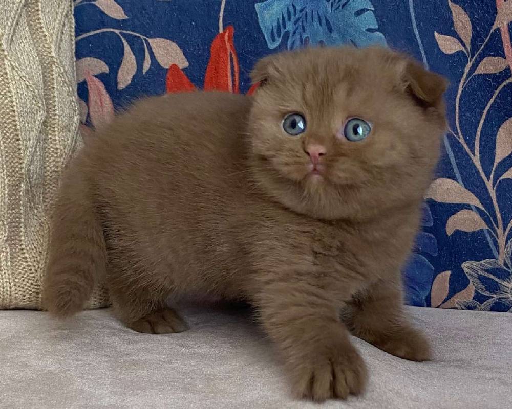 Mimi’s Secret Superpower: The Unexpected Way This Pet Transforms Lives and Workouts Alike