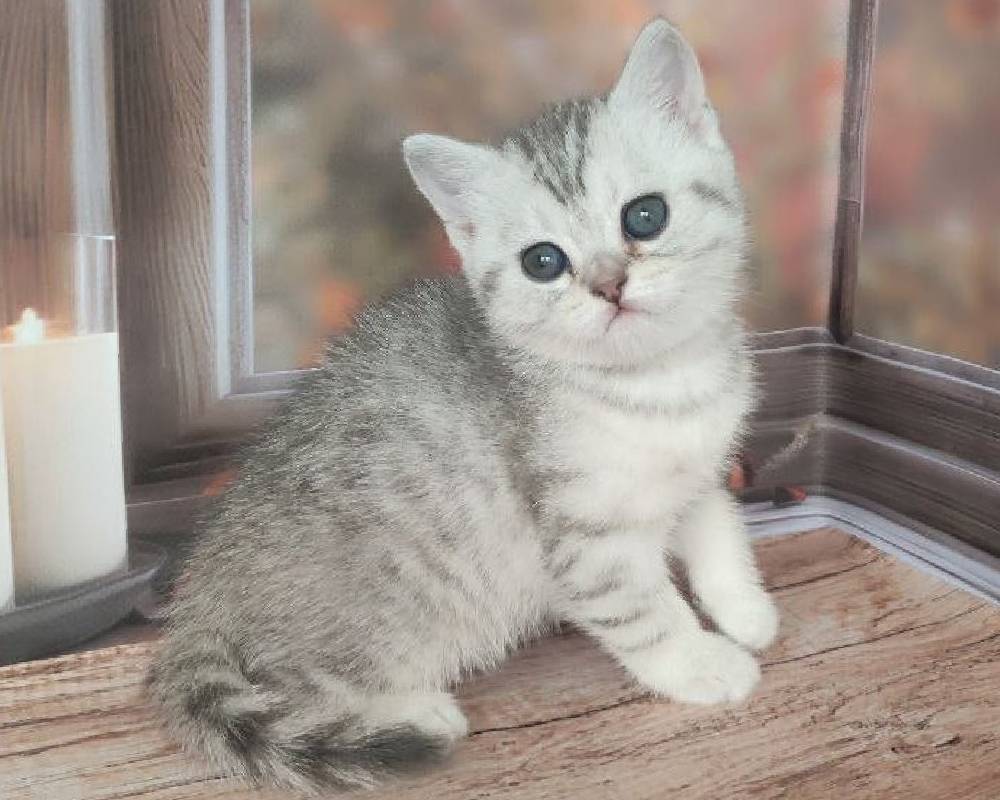 Nata: The Surprising Superfood Your Pet’s Health Has Been Missing All Along