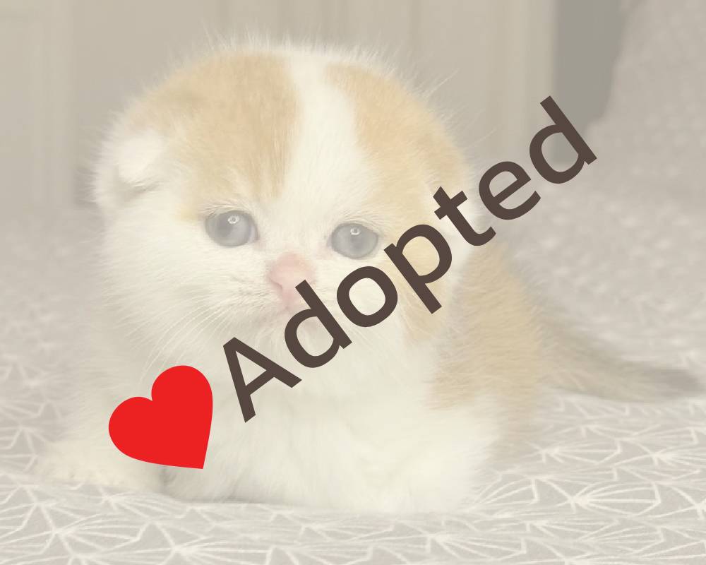 Obi: The Surprising Fitness Secret Hidden in Your Pet’s Daily Routine That Marketers Don’t Want You to Know