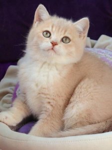 Pamela: The Surprising Bond Between Fitness, Furry Friends, and Unseen Secrets That Could Change Your Life