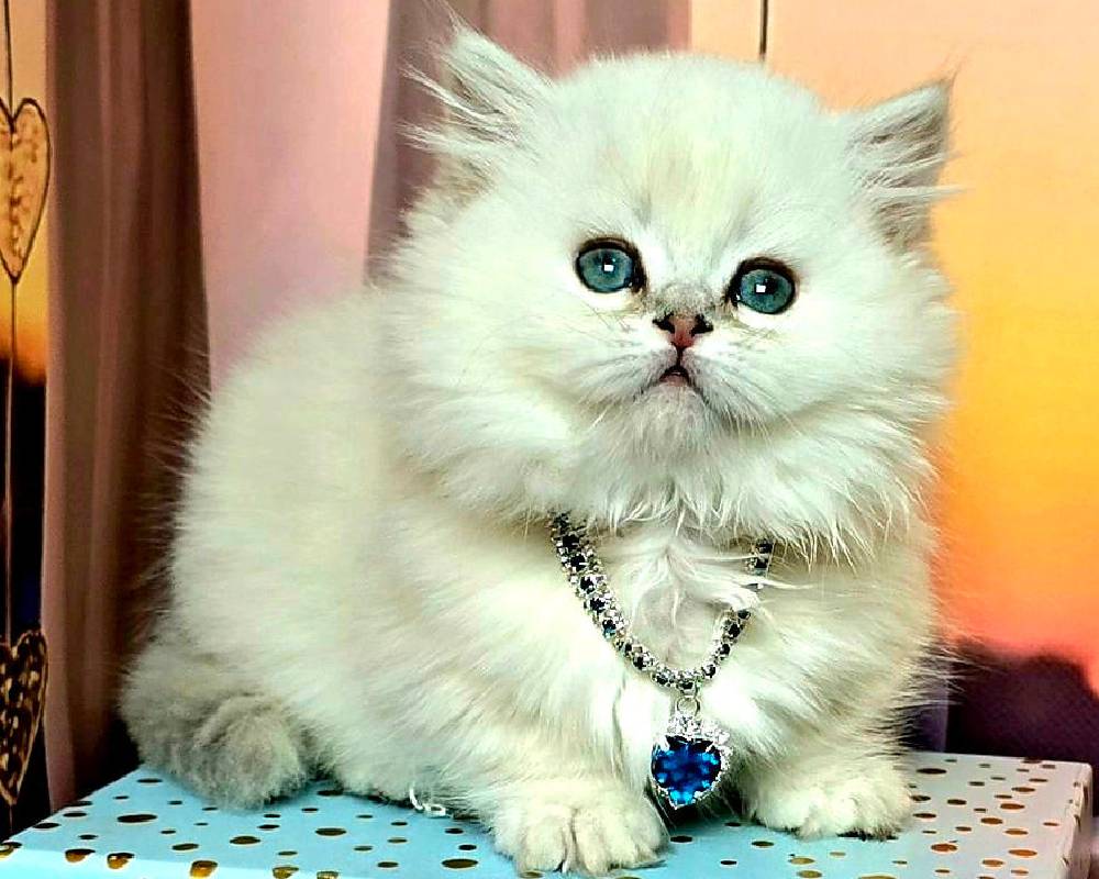 Pamela’s Surprising Secret: How This Fitness Junkie’s Unlikely Pet Routine Transformed Her Life Forever