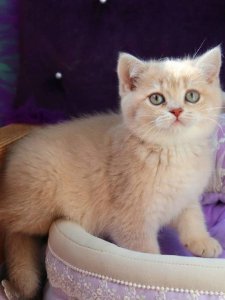 Perla: The Unexpected Secret Behind This Pet’s Unbelievable Transformation That Vets Won’t Tell You