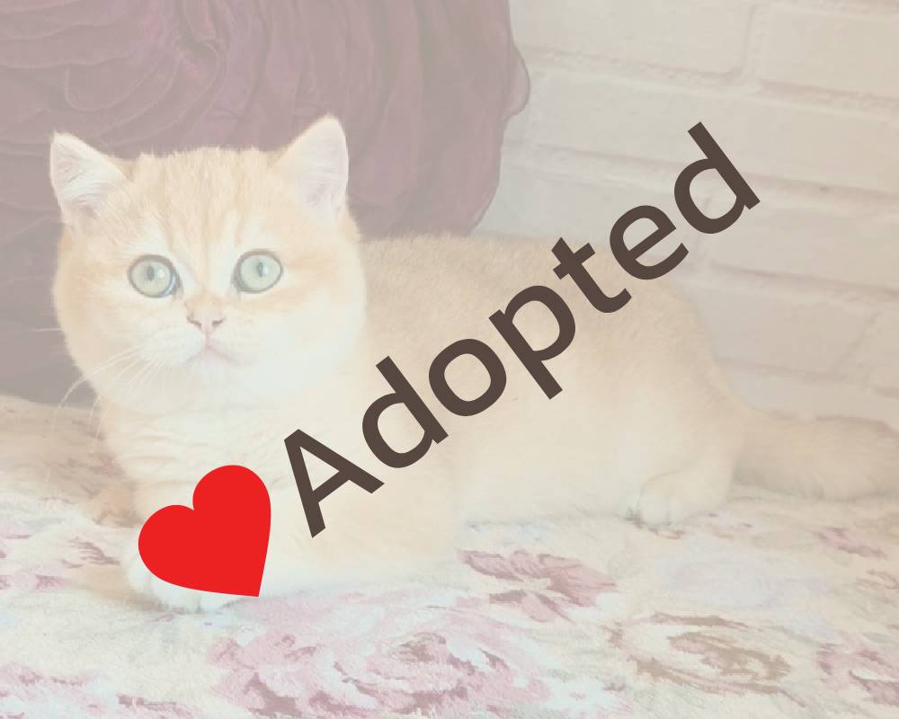 Quentin: The Surprising Link Between This Name and Unforgettable Fitness and Pet Secrets Revealed!