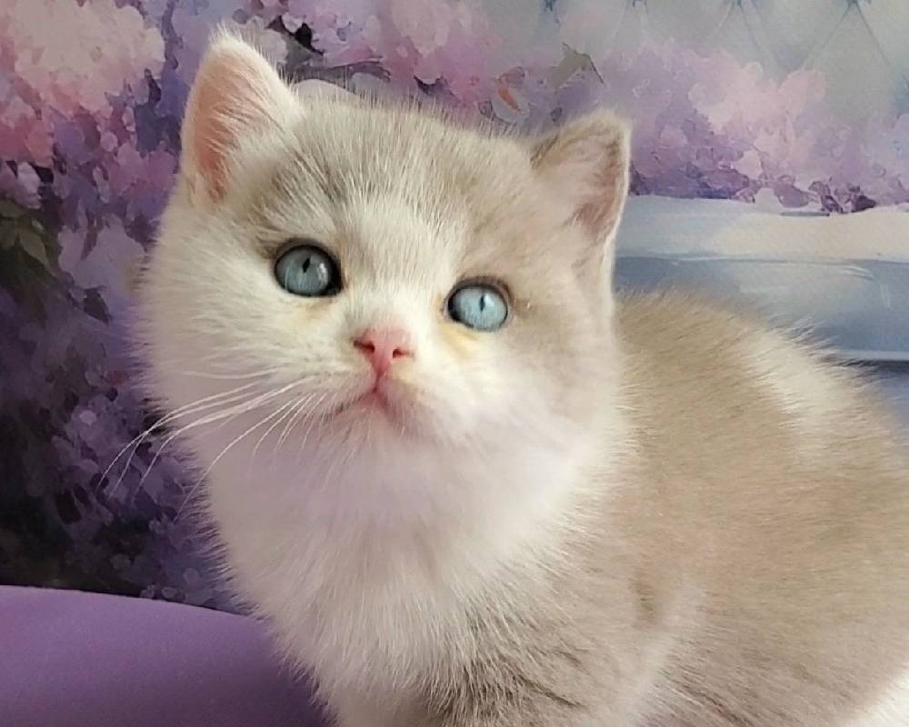 Quentin’s Unexpected Journey: The Secret That’s Transforming American Paws Club Forever