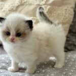 Ramy: The Unexpected Journey of a Fitness Icon Who’s Redefining Strength and Heart in the Pet World