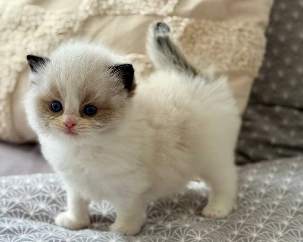 Ramy: The Unexpected Journey of a Fitness Icon Who’s Redefining Strength and Heart in the Pet World