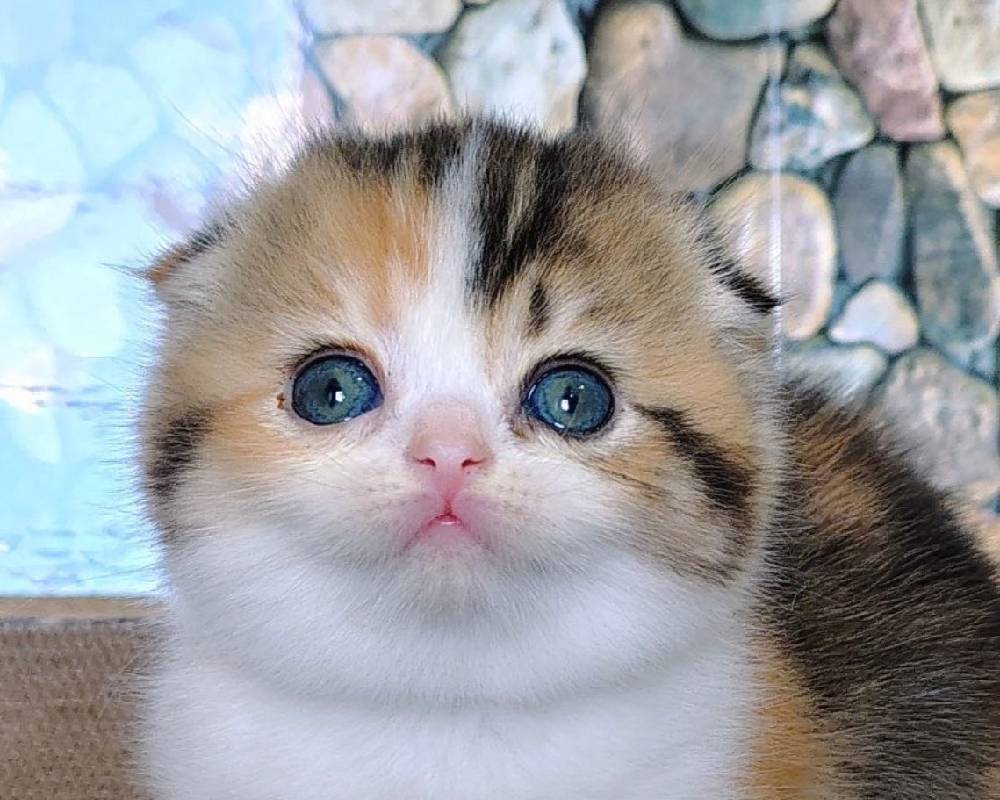 Regina: The Unexpected Secret Behind This City’s Pet-Friendly Fitness Revolution