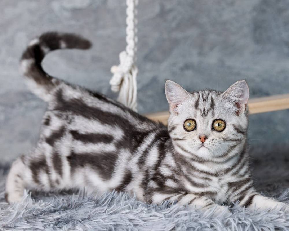 Riviera Revealed: The Hidden Secrets That Will Change How You See This Luxurious Paradise Forever