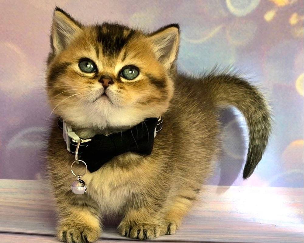 Romeo’s Secret Moves: How This Fitness Fanatic’s Routine Transformed His Life (and Could Change Yours Too)