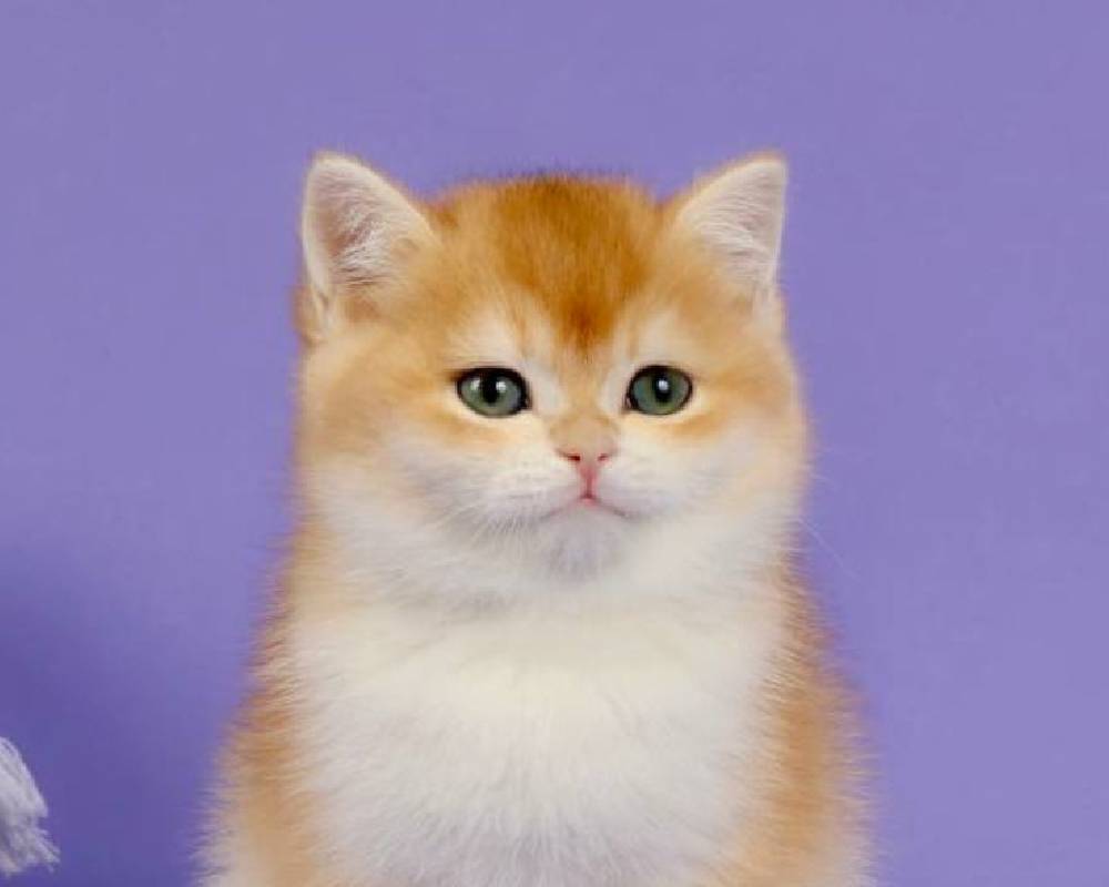 The Hidden Story Behind Janet That Every Pet Lover Needs to Know—Prepare to Be Surprised!