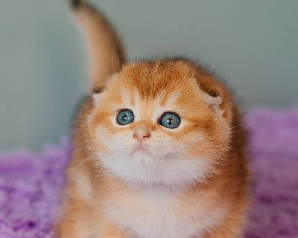 The Shocking Truth About Candy: What Every Fitness Lover and Pet Owner Needs to Know Now