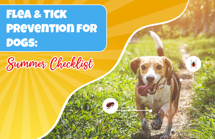The Summer Flea & Tick Threat Lurking in Your Backyard — Are You Truly Ready to Protect Your Dog?