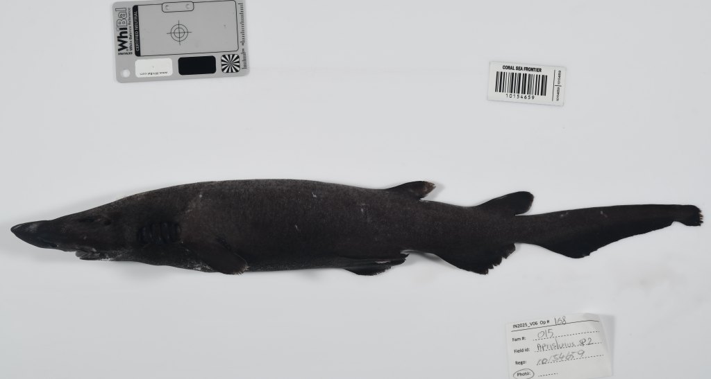 Unbelievable Discovery: 110+ New Deep-Sea Species Unveiled Off Australia—Including a Mysterious ‘Ghost Shark’ That Will Blow Your Mind!