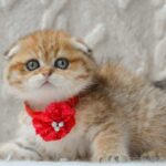 Uncover the Surprising Truth Behind Zita: What Every Pet Owner Must Know Now!