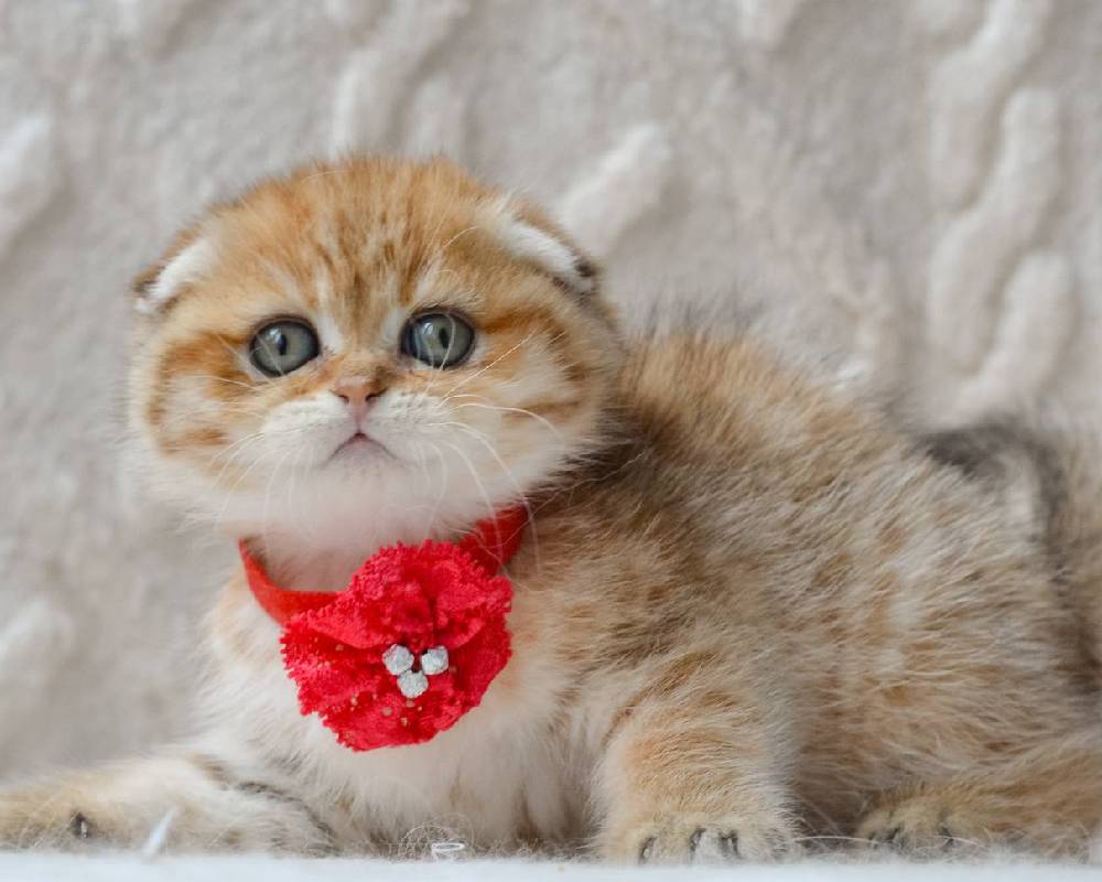 Uncover the Surprising Truth Behind Zita: What Every Pet Owner Must Know Now!