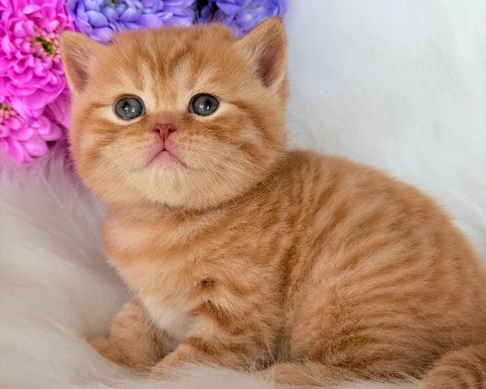 Uncover the Unexpected Secret Behind Enzo’s Unstoppable Energy That Every Dog Owner Needs to Know!