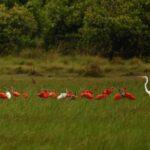Unlock Latin America’s Hidden Wildlife Secrets: 5 Untamed Adventures You’ve Never Heard Of
