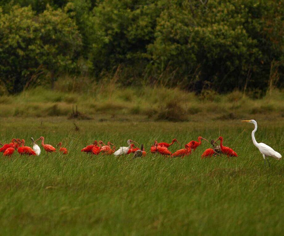 Unlock Latin America’s Hidden Wildlife Secrets: 5 Untamed Adventures You’ve Never Heard Of