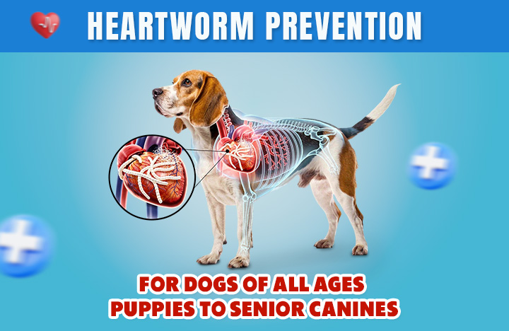 Unlock the Hidden Truth About Heartworm Prevention Every Dog Owner Needs to Know—From Playful Pups to Wise Seniors!