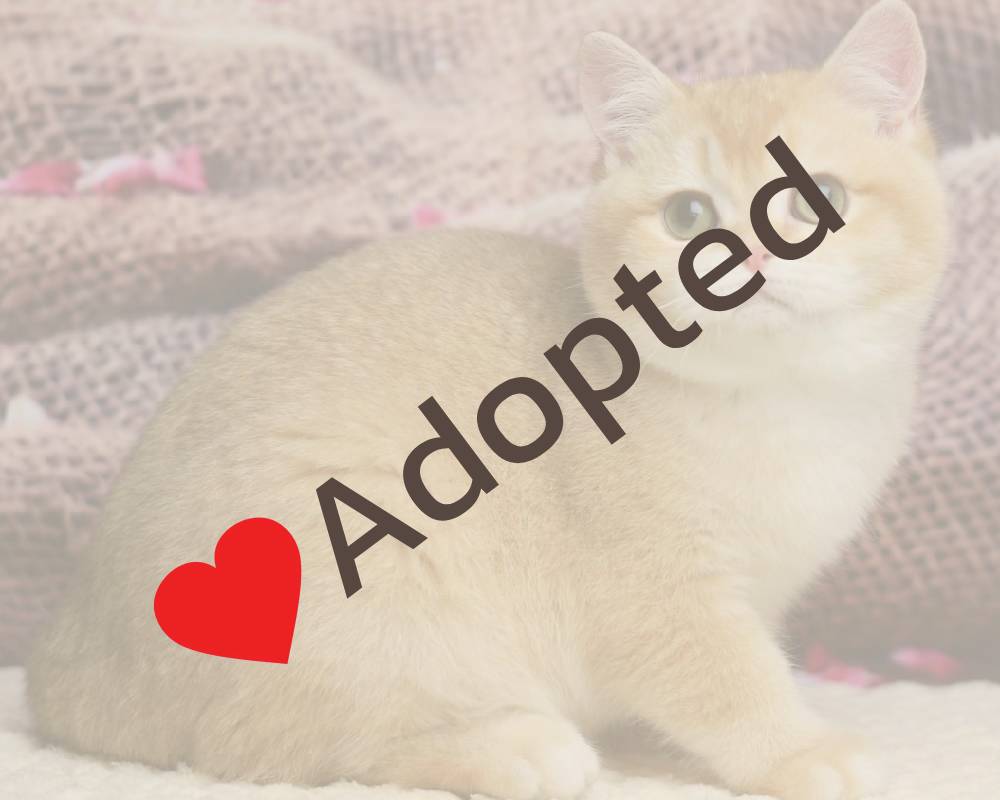 Unlock the Secret World of Butterflies: What Every Pet Lover Needs to Know Now