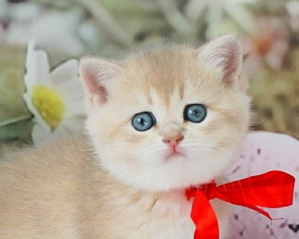 Unlock the Secret World of Flora: How These Hidden Green Warriors Can Transform Your Pet’s Health and Your Home Gym Routine