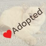 Unlock the Surprising Truth About Ariel: What Every Pet Owner Needs to Know Now!