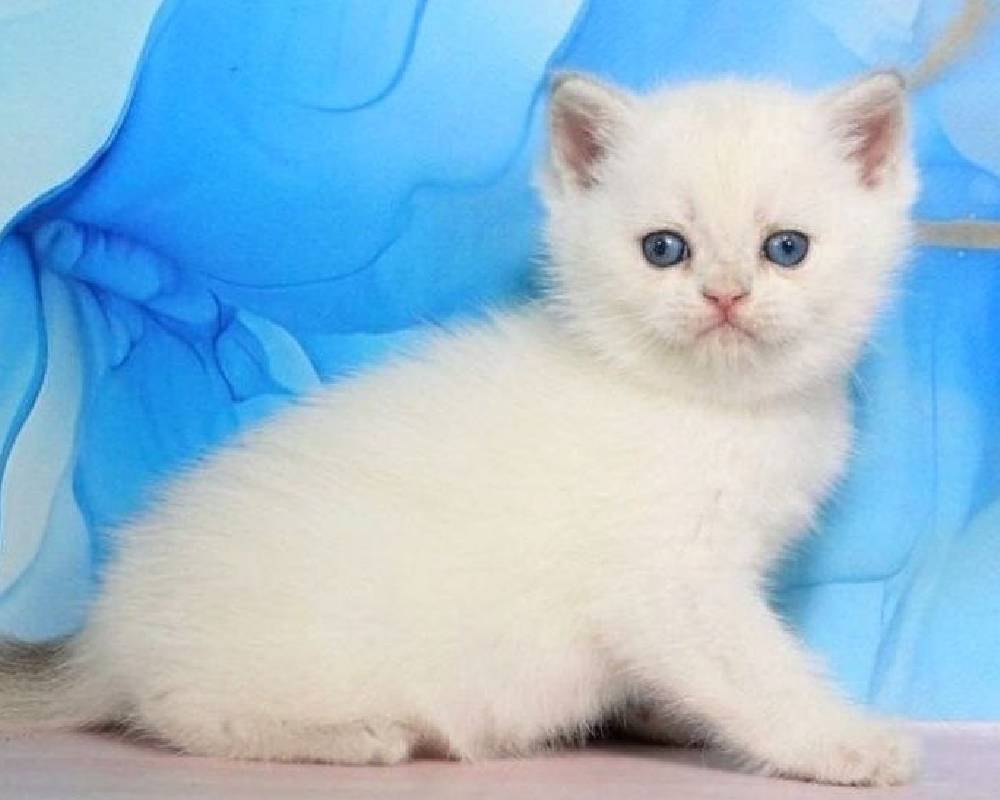 Unlock the Unexpected: The Quest That’s Changing How We Think About Fitness and Furry Friends Forever