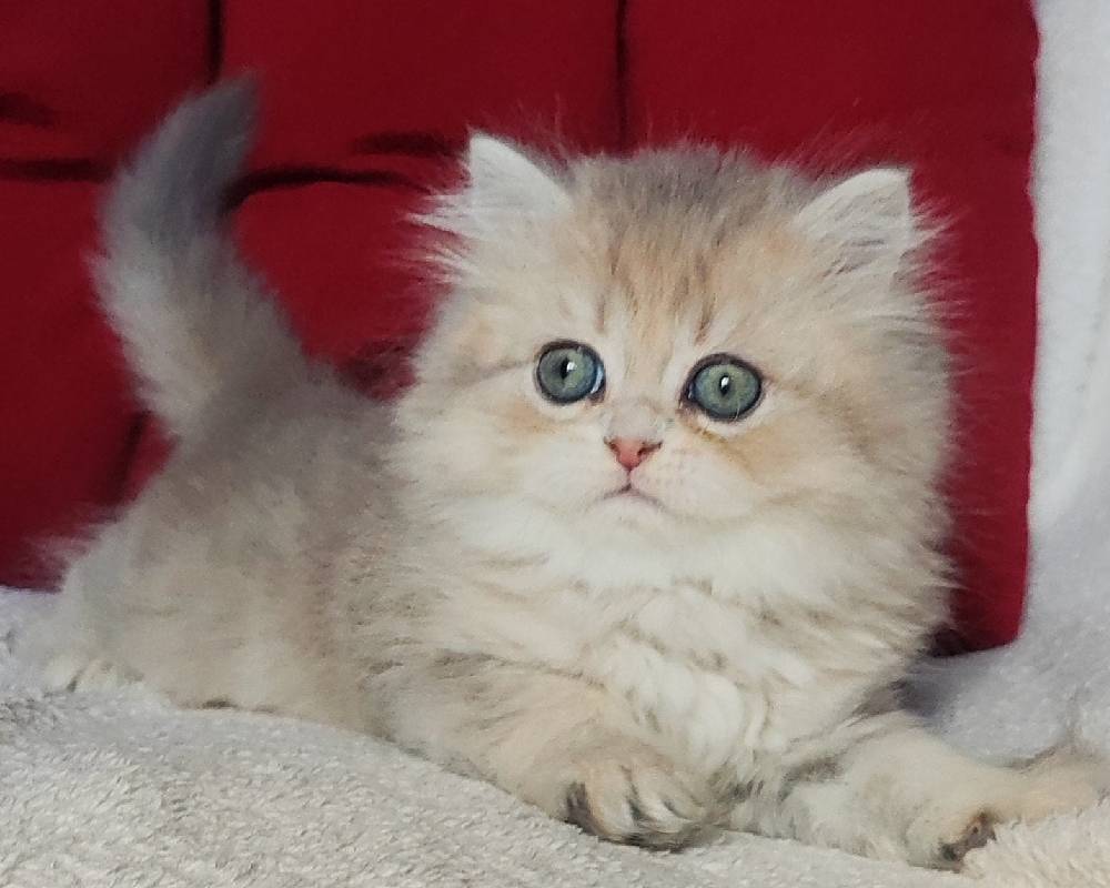 Unlocking the Hidden Power of Your Soul: What Every Pet Lover Needs to Know for a Healthier, Happier Life