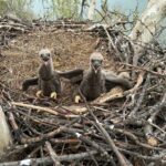 Urgent Wildlife Rescue Unfolds Live: Bald Eaglet Faces Deadly Hook Crisis—Will It Survive Against the Odds?