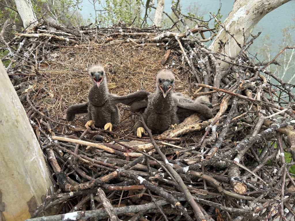 Urgent Wildlife Rescue Unfolds Live: Bald Eaglet Faces Deadly Hook Crisis—Will It Survive Against the Odds?