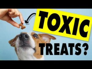What's REALLY in Dog Treats? (Shocking Truth)