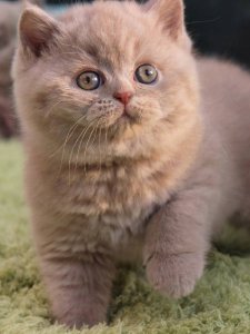 Yuka: The Surprising App Revolutionizing How We Choose What’s Truly Healthy for You and Your Pets