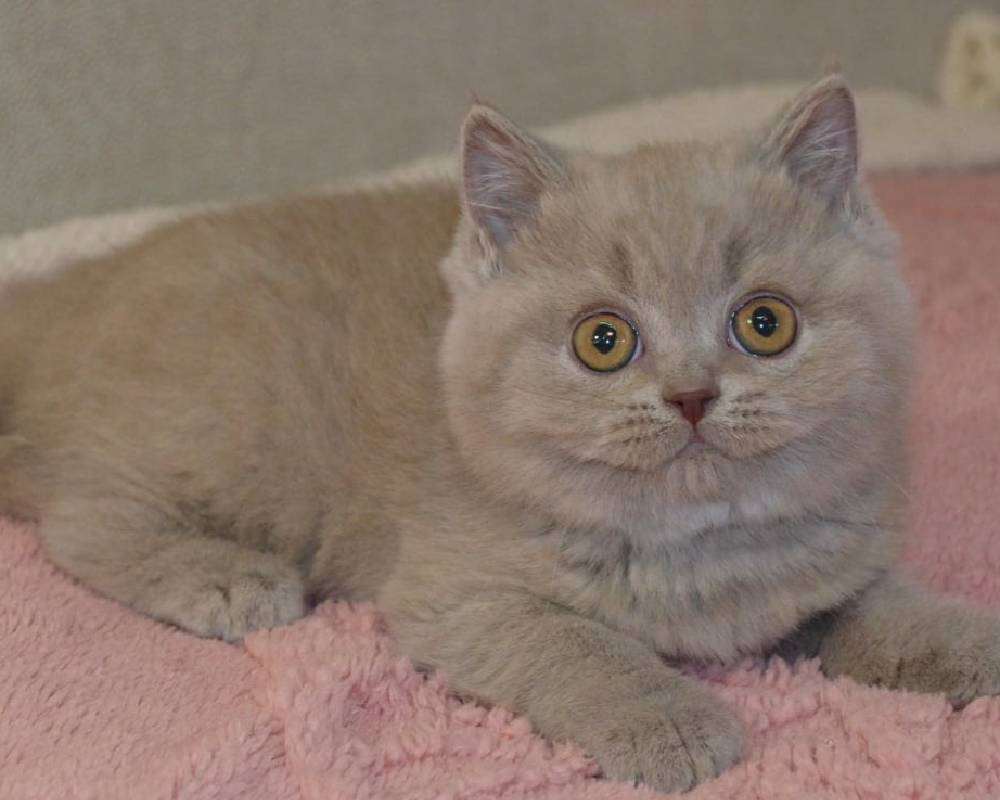 Yuni: The Surprising Fitness Secret Your Pet Wishes You Knew—Unlock It Now!