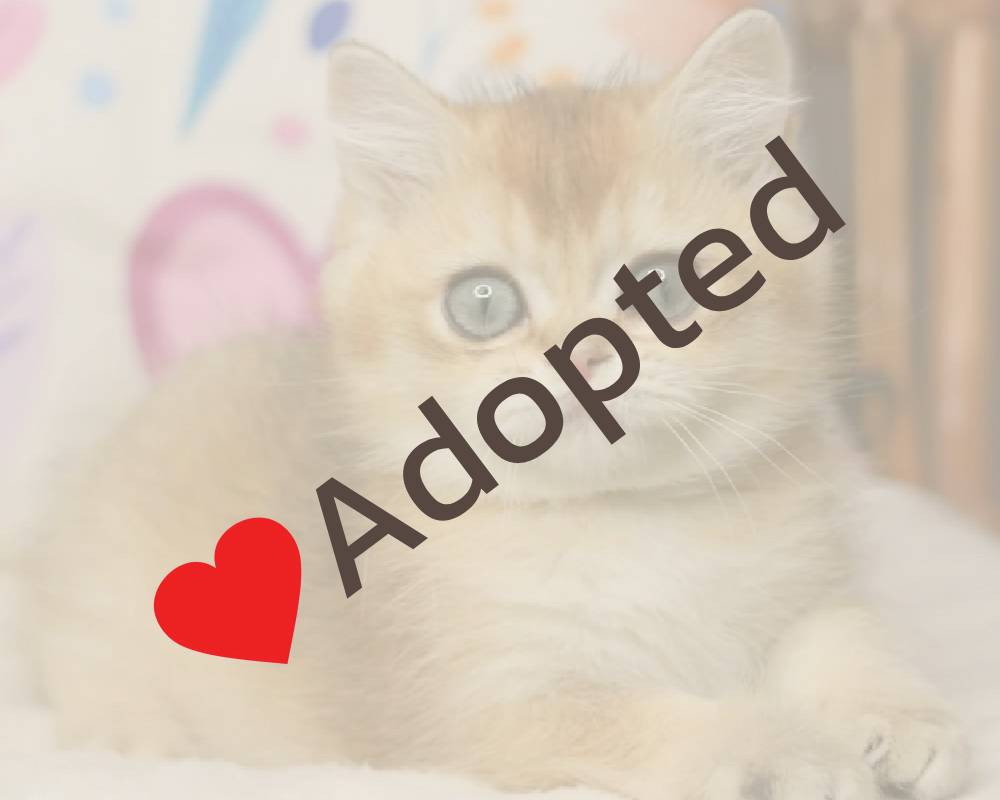 Zahar: The Surprising Link Between This Ancient Grain and Your Pet’s Peak Performance Revealed!