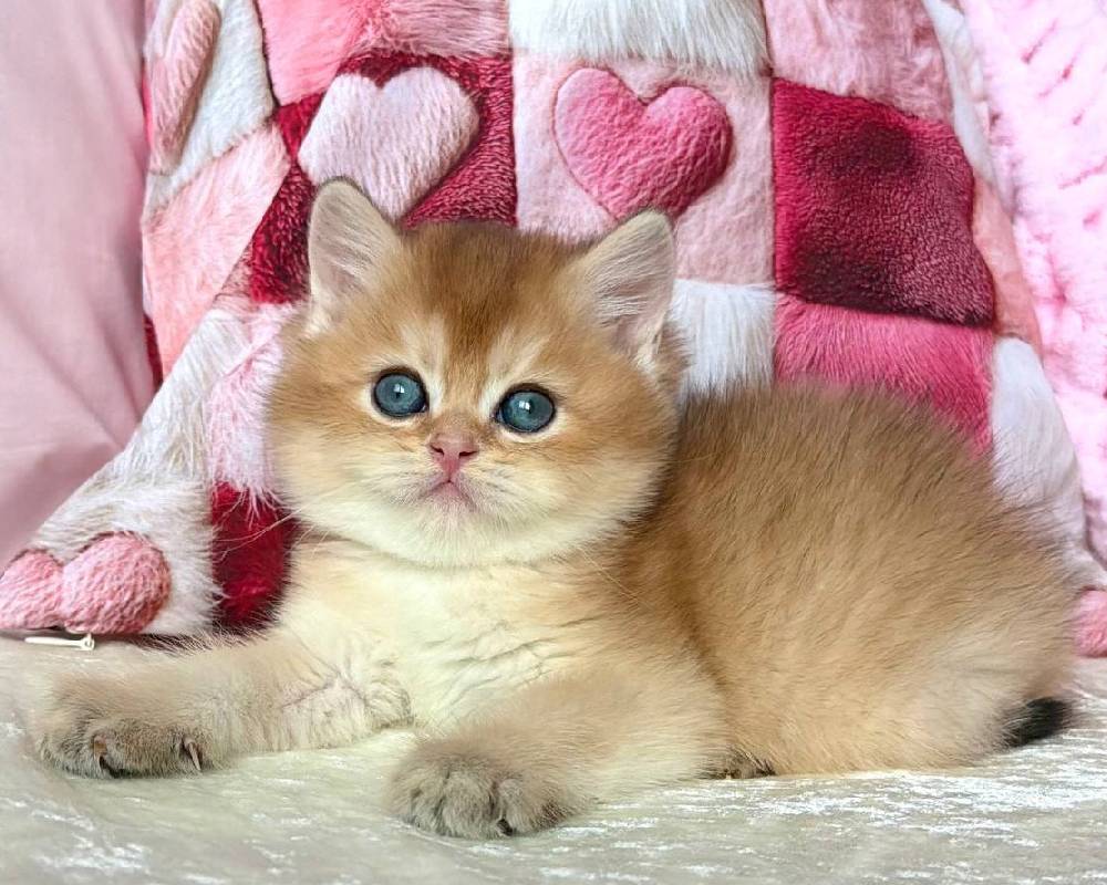 Alan’s Untold Story: What Every Pet Lover Needs to Know Before It’s Too Late