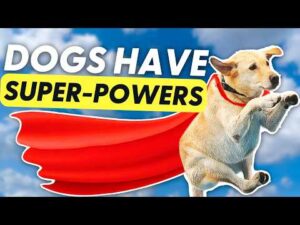 ALL Dogs Have Super-Powers!